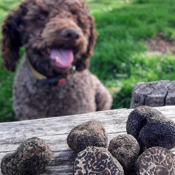 truffle-hunting-dalmatia